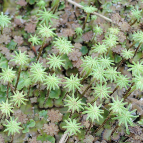 ナニゴケ 苔の種類を判別するwebアプリ